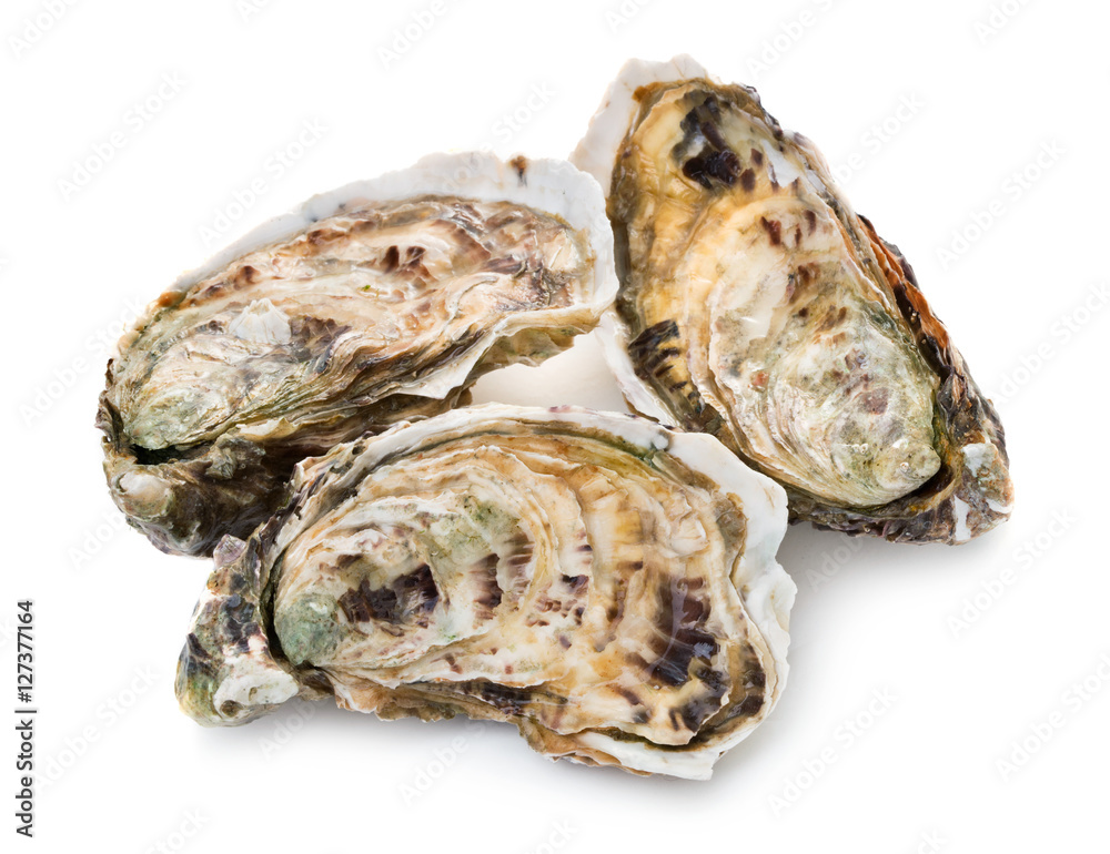 Fresh oysters isolated on white background Fresh oysters isolated on white background