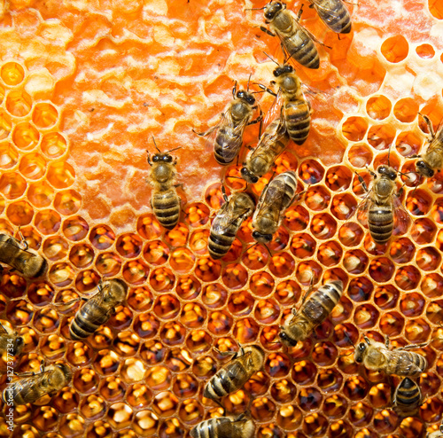 Working bees on honeycomb © Alexstar