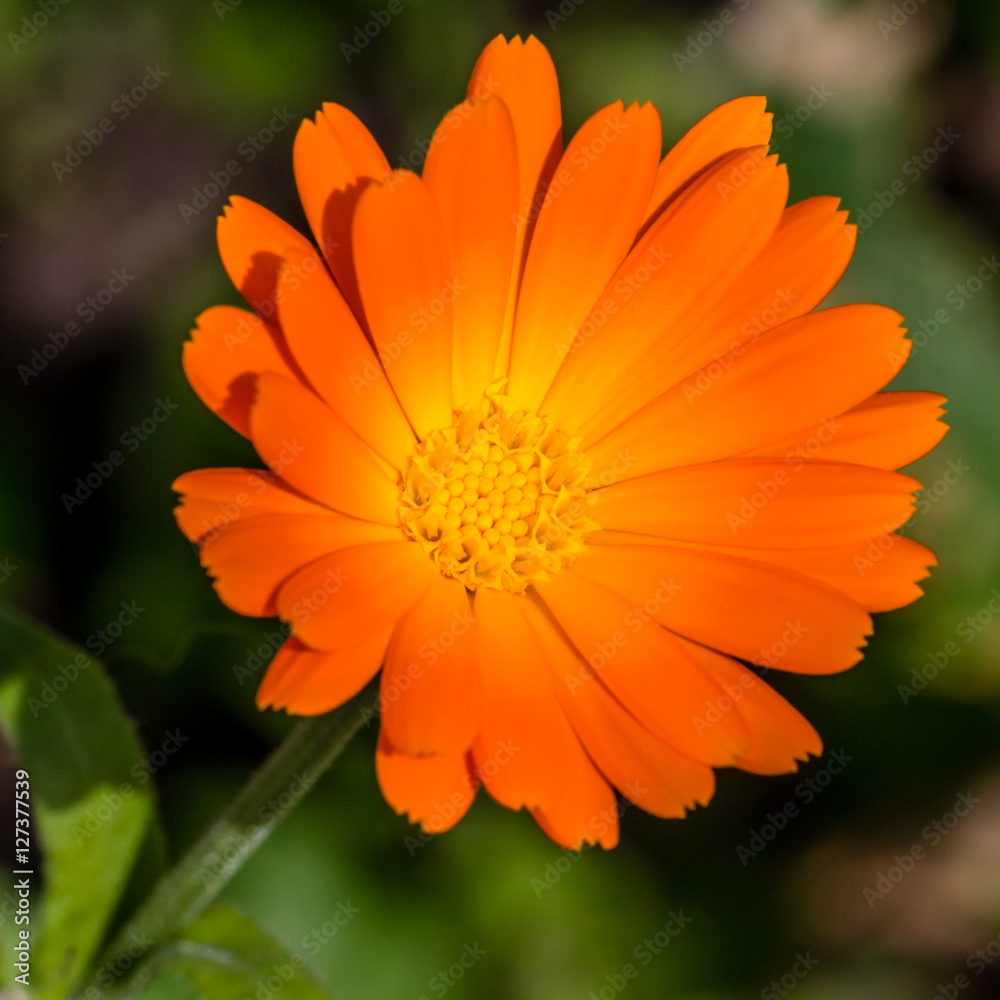 close up of an orange calendula close up of an orange calendula