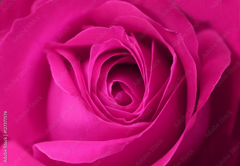 Rose background Rose background