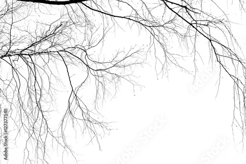 Fotografija Birch branches on a white background