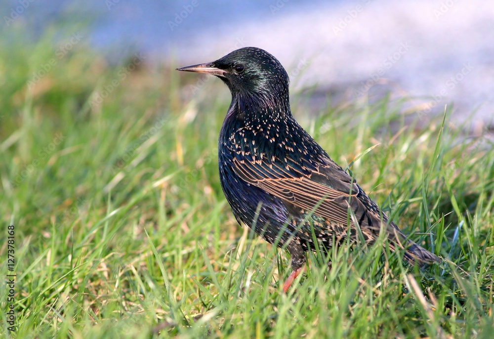 Eurasian Starling (Sturnus vulgaris) foraging in a meadow in spring
