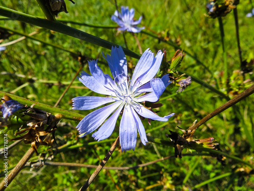 Fotografía Common chicory flowers (Cichorium intybus) on a meadow
