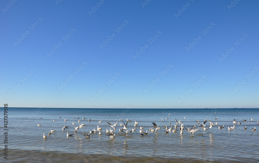 Hungry gulls circling over the winter beach in search of food on