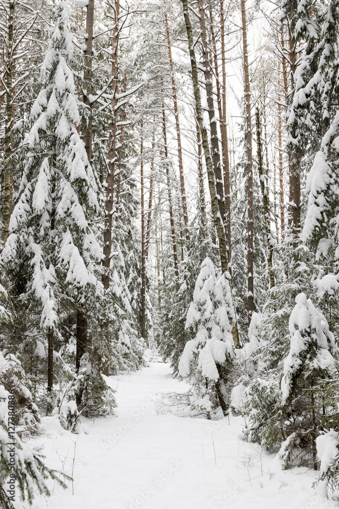 Winter forest, the trees covered with snow in the winter wood Winter forest, the trees covered with snow in the winter wood