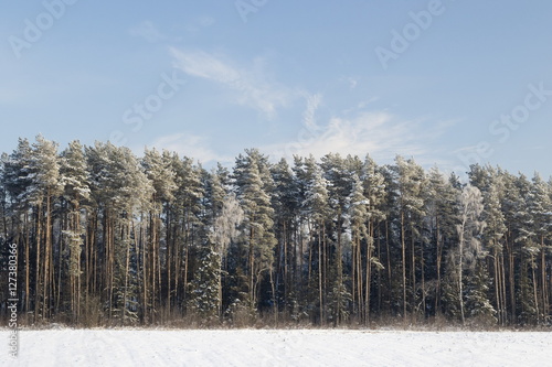 Wallpaper Mural Winter forest, the trees covered with snow in the winter wood Torontodigital.ca
