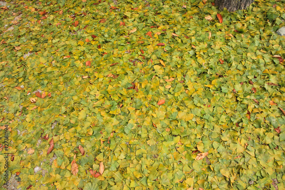 The ginkgo leaves fallen and the ginkgo tree / The ginkgo leaves fallen and the ginkgo tree in Korea 