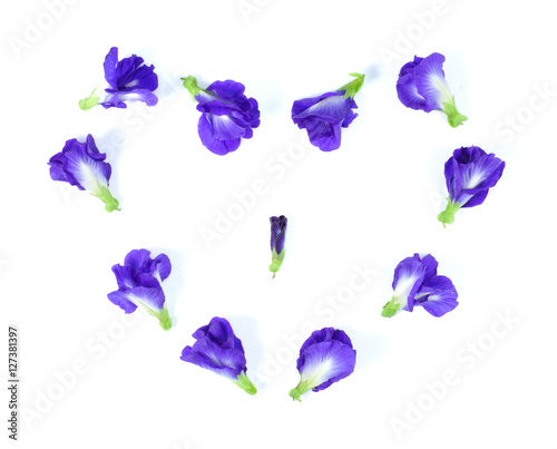 Blue pea butterfly pea close up background.