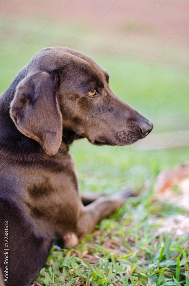 Black weimaraner dog looking to the right