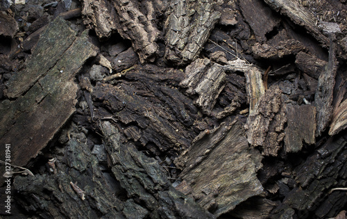 dried bark of wood texture, background nature raw. © sorayut