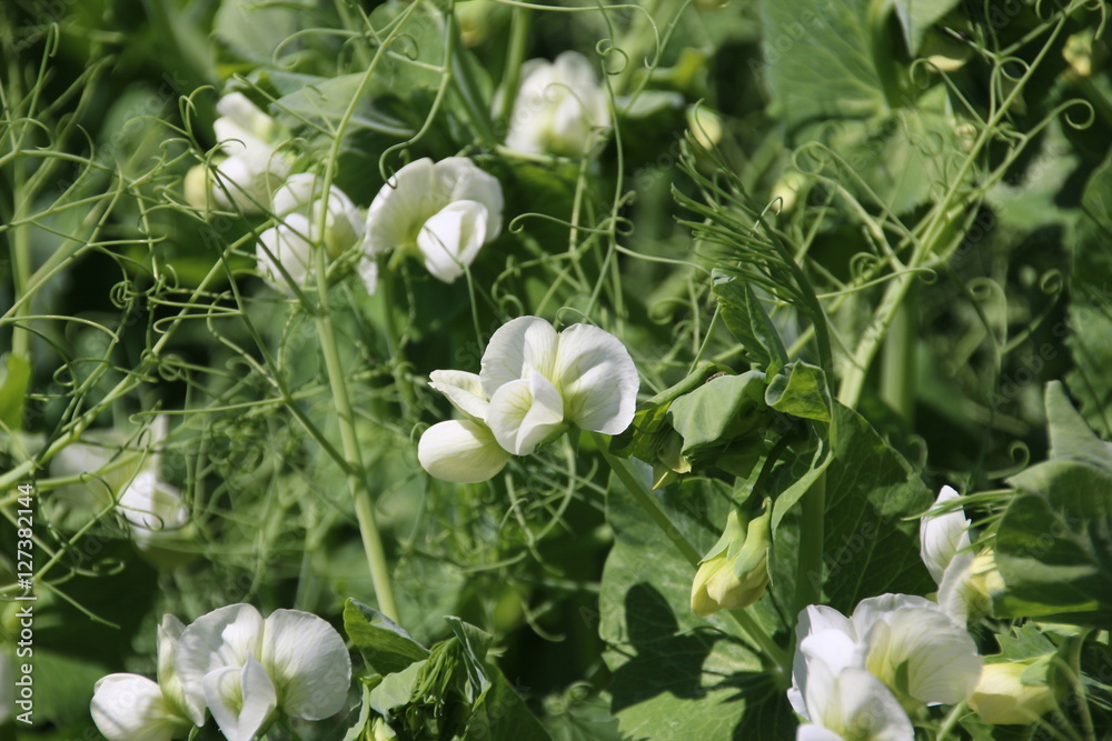 Petits pois en fleurs Petits pois en fleurs