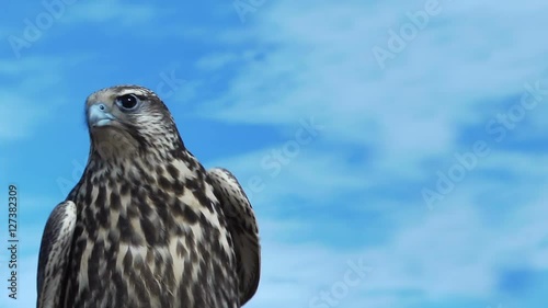 Gyrfalcon Falco Rusticolus on a windy and sunny day with light clouds in the mongolian steppe is looking angry..
