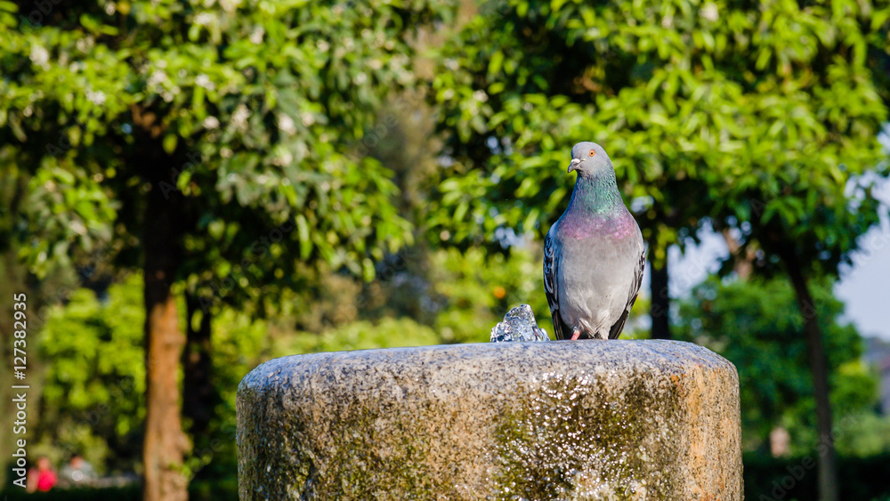 Obraz premium Gray dove is drinking water