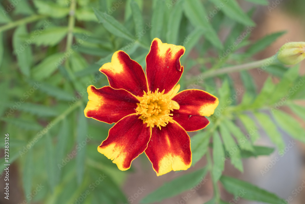 Nature Flower Plants Nature Flower Plants