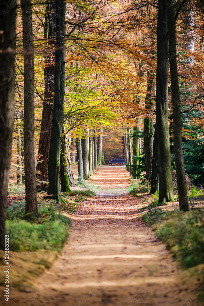 Obraz premium Autumn forest with colorful leaves in the woods