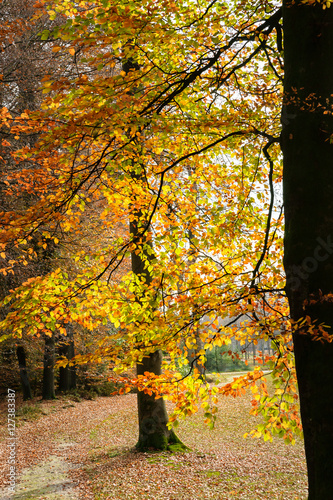 Tree branches or twigs in autumn