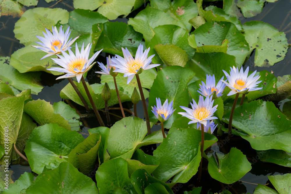 purple lotus flowers