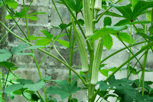 Okra plant close up organic produce food farming