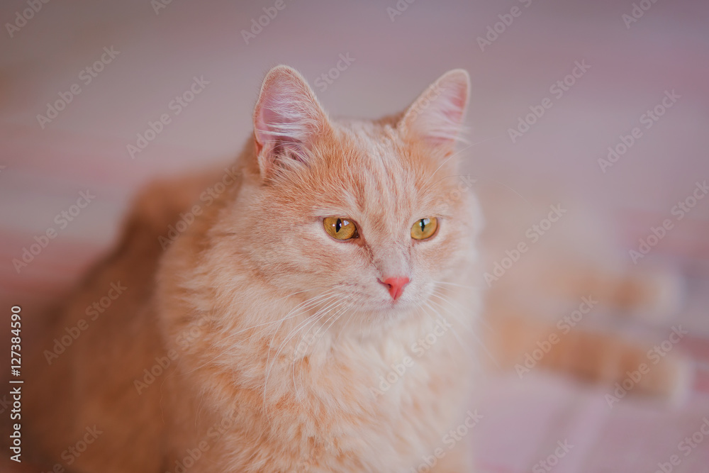 portrait of a beautiful large red fluffy cat
