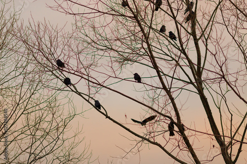 Crows on a tree in autumn evening times