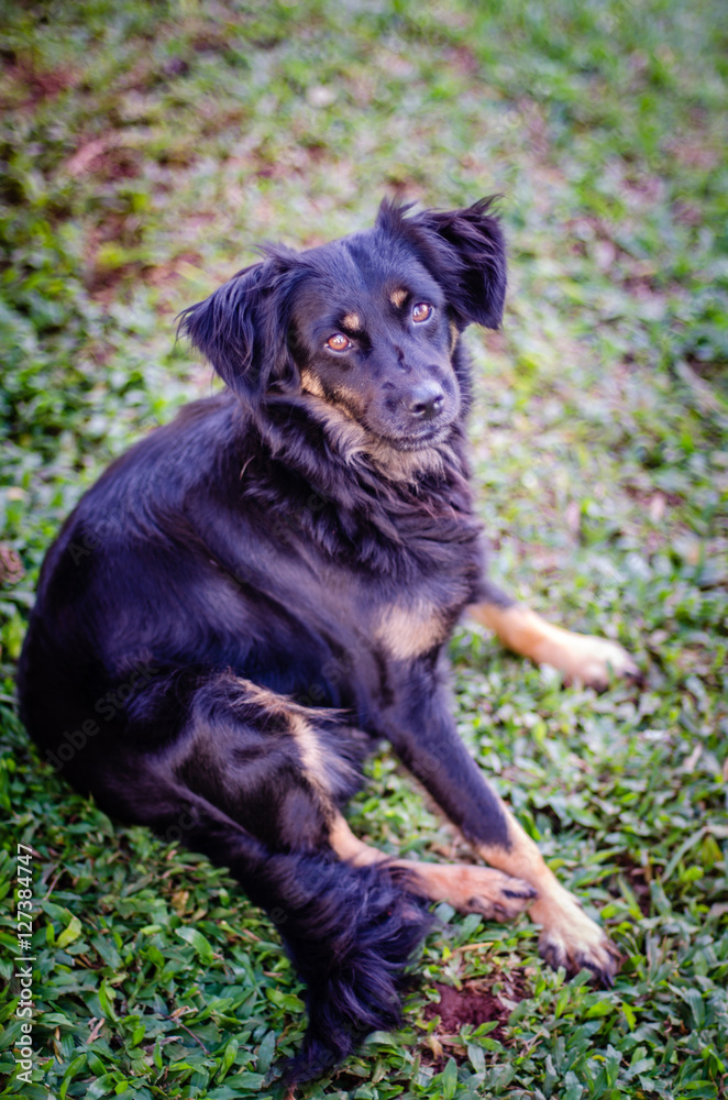 Black mutt dog sitting on the grass looking at the camera