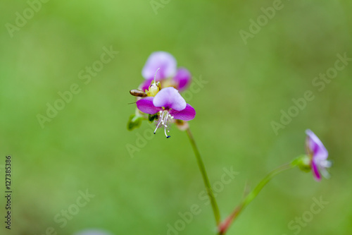 Beautiful poaceae grass flower.