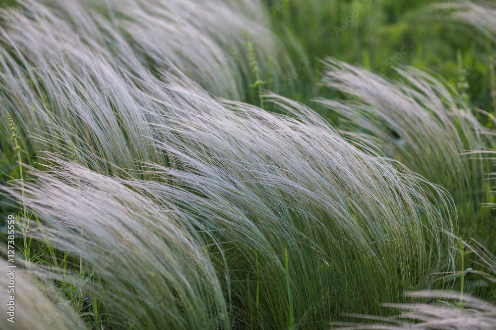Field with wild grasses at sunset. Selective focus. Field with wild grasses at sunset. Selective focus.