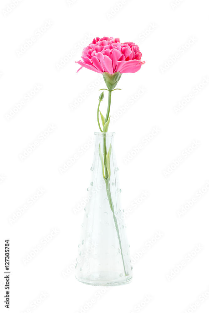 Beautiful pink carnation in vase on white background. Beautiful pink carnation in vase on white background.