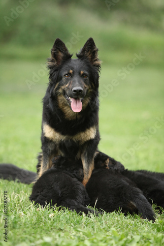 Beautiful bitch of Bohemian Shepherd feeding its puppies