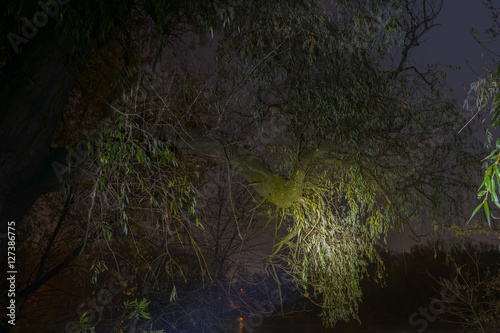 Haunted forest at night