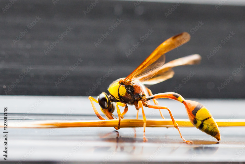 Naklejka premium The Hornets,
