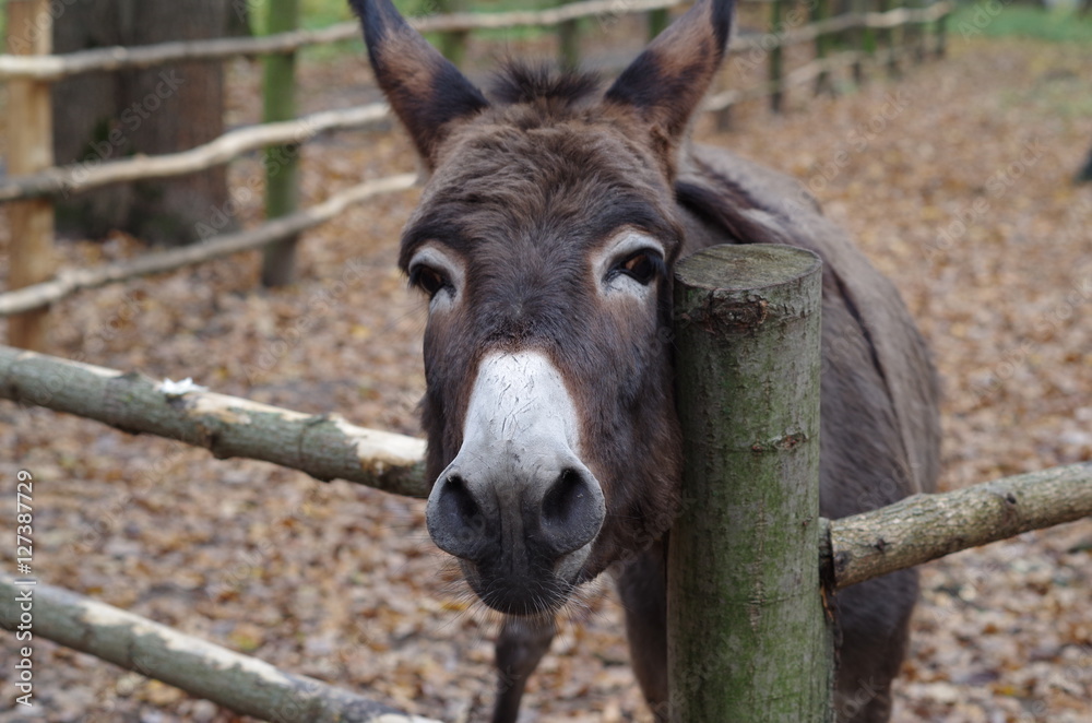 Close up of a donkey besides wooden fence Close up of a donkey besides wooden fence