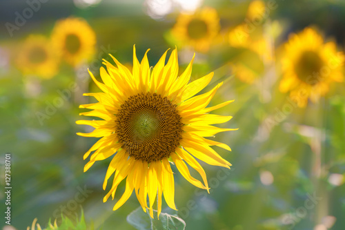 Field of sunflowers.