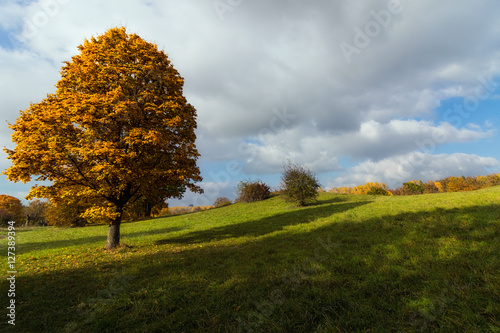 Tree on a meadow in Autumn