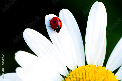 Beetle Ladybug and chamomile flower