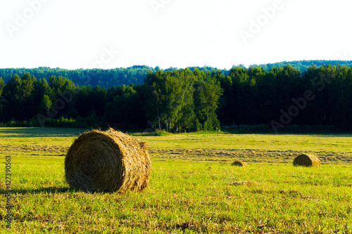 Summer rural landscape with a mown grass and hay rolls