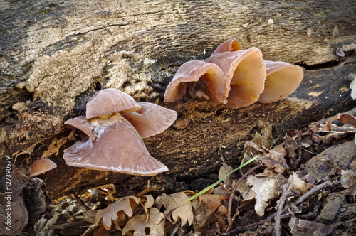 Auricularia auricula-judae ( mù ěr )