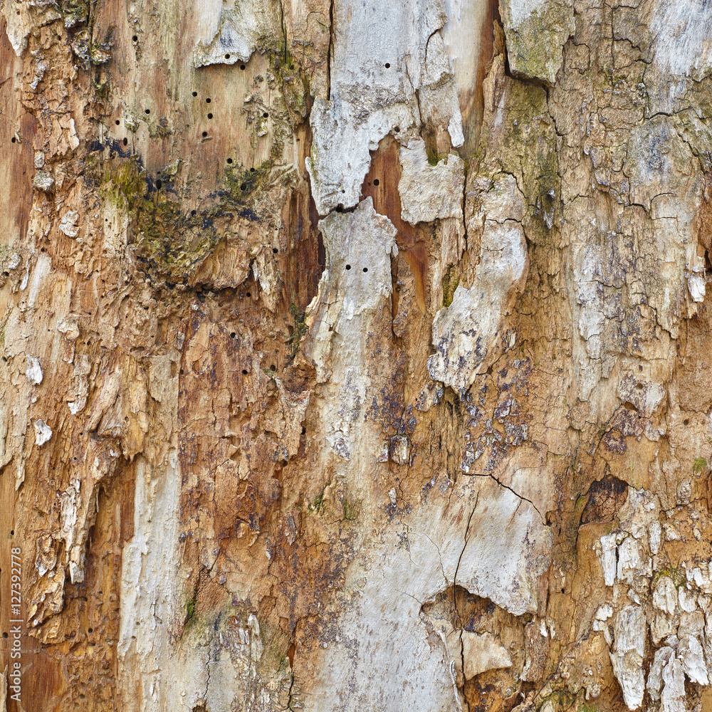 Fotografie The natural wood texture
