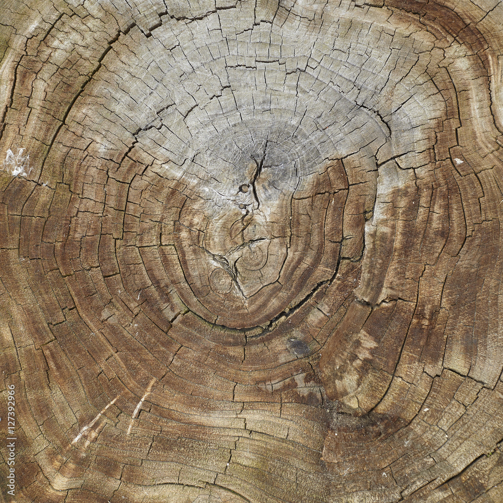 Naklejka premium Stump Texture Background