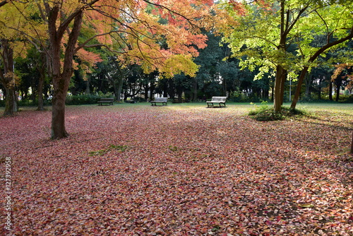 落ち葉の絨毯とベンチ