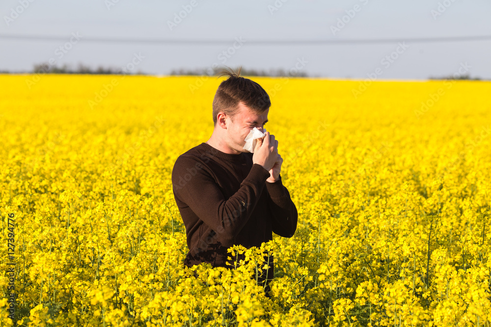 man in yellow canola field blowing his nose and suffering from pollen allergy. man in yellow canola field blowing his nose and suffering from pollen allergy.
