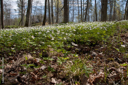 Spring Daisies