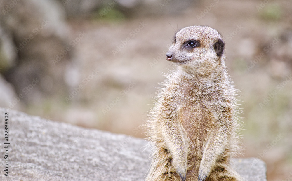 Fototapeta premium Meerkat