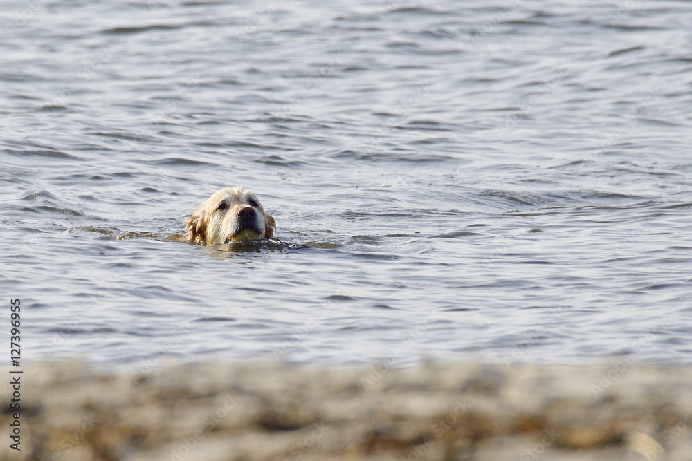 Golden Retriever am Strand Golden Retriever am Strand