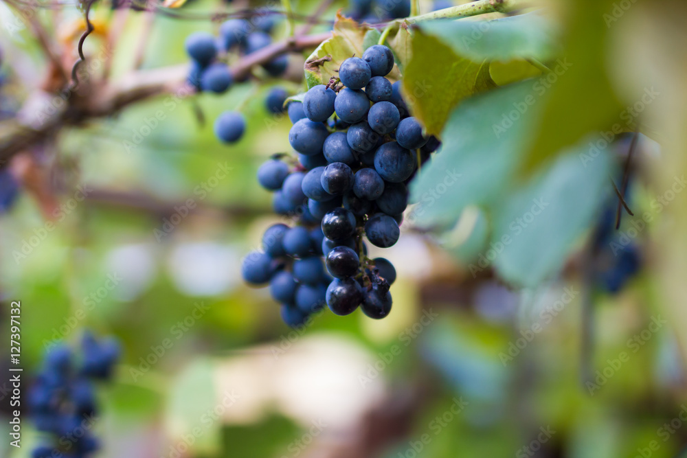 Vineyards in autumn harvest. Ripe grapes in fall. Cluster grapes Vineyards in autumn harvest. Ripe grapes in fall. Cluster grapes