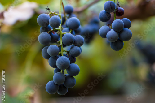 Vineyards in autumn harvest. Ripe grapes in fall. Cluster grapes