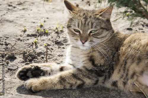 In summer, on the ground sleeping cat. © tsomka
