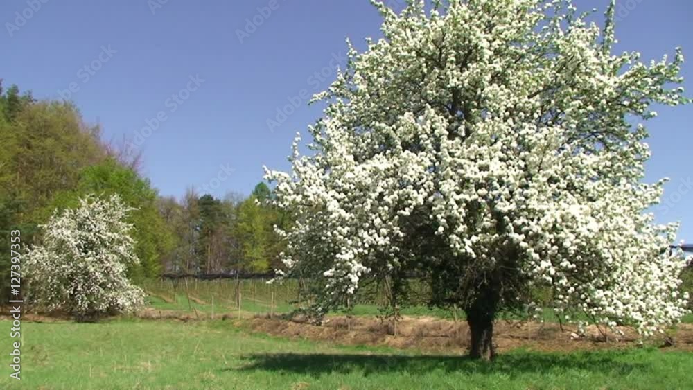 Vom Wind bewegte Blütenpracht am alten Birnbaum Vom Wind bewegte Blütenpracht am alten Birnbaum
