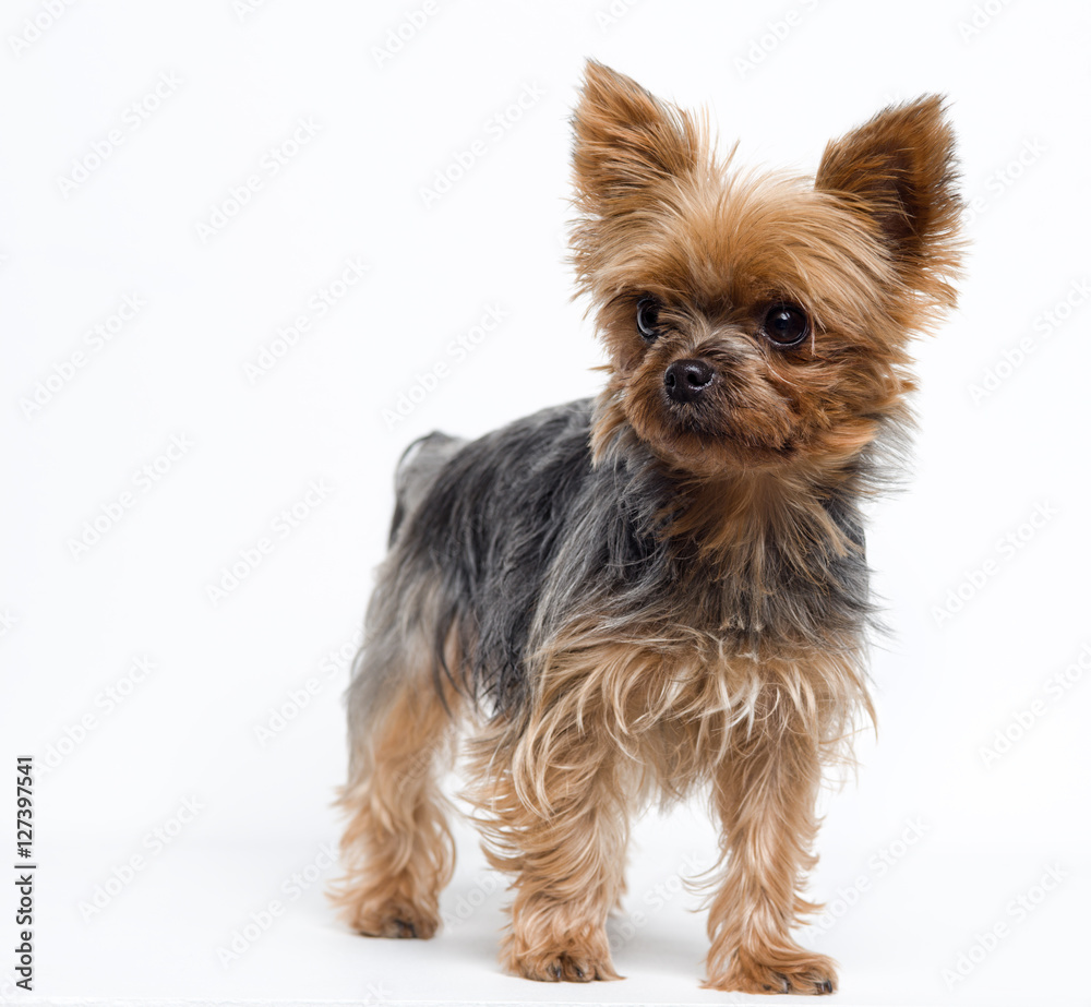 Very cute puppy of the Yorkshire Terrier on white background Very cute puppy of the Yorkshire Terrier on white background