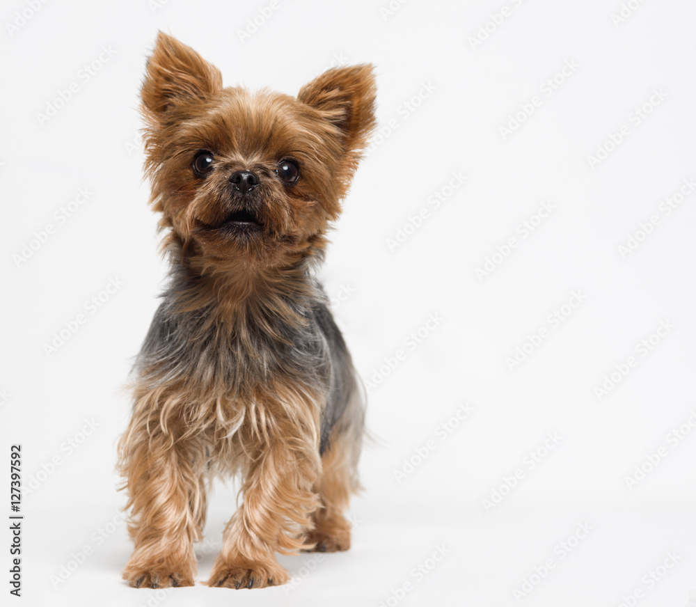 Very cute puppy of the Yorkshire Terrier on white background Very cute puppy of the Yorkshire Terrier on white background